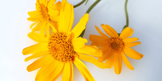 Arnica Montana flower